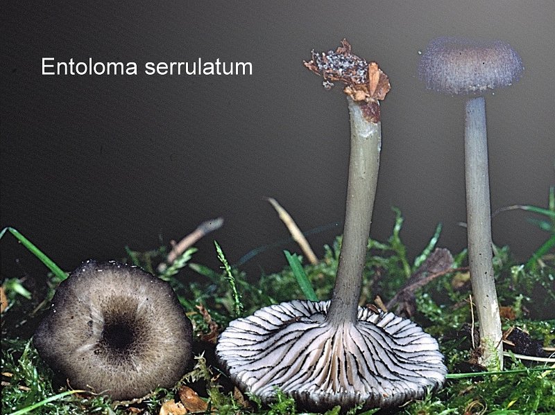 Entoloma serrulatum-amf757.jpg - Entoloma serrulatum ; Syn1: Rhodophyllus serrulatus ; Syn2: Leptonia serrulata ; Non français: Entolome à arête serrulée